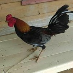 Traba La Chispa