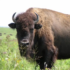 RawrBuffalo