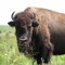 RawrBuffalo