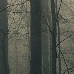 Forest Dark