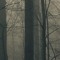 Forest Dark