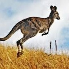 Kangaroo Gang