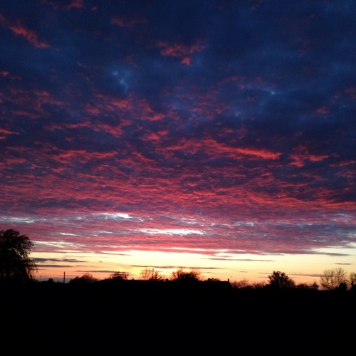 Leaf dog - Till the End