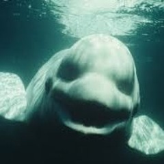 DeepSeabass