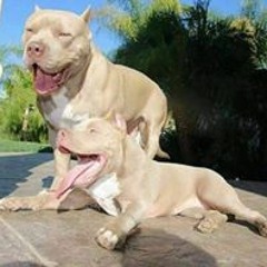 Pitbullcito Jc