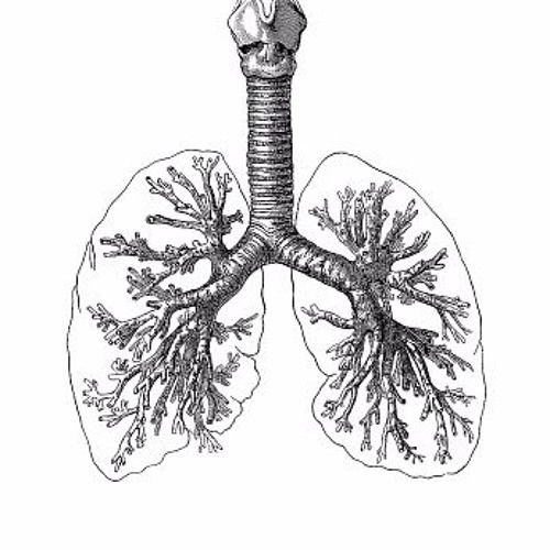 Stream Popcorn Lung music Listen to songs, albums, playlists for free