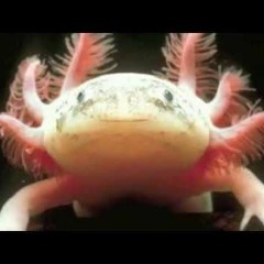 Symmetry Broken (Lyrics in description)