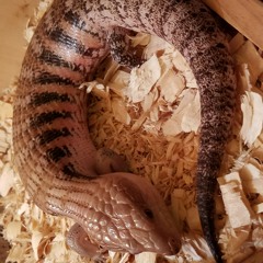 kingReptile