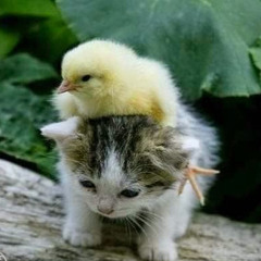 Burd on Kitteh