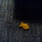 Tomato Poo580