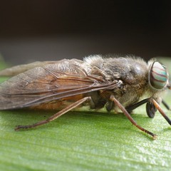 Pascal Nadon