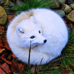 Inari