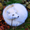 Inari