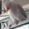Kodey -