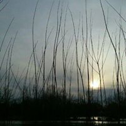 RISING OF THE PHINIX