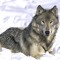 Wolfboy 10