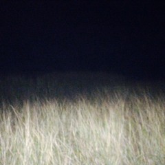 Sammy Haystack