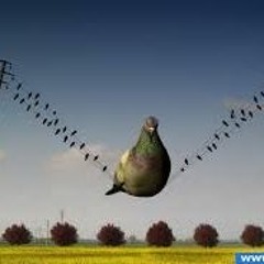 Nightpigeon