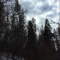 The Shiny Shiny Things