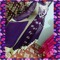 Arisha Shahid