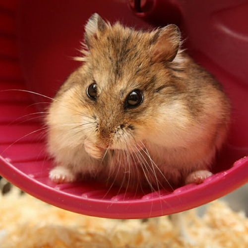 Stream Boss Boys by Hamster Legends Listen online for free on SoundCloud