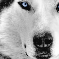 (Ascend)Dyer-Wolf