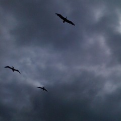 On The Perch Records