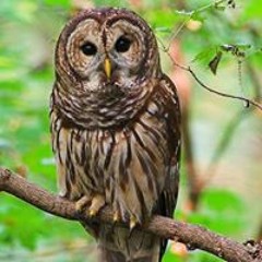 Owly Powly