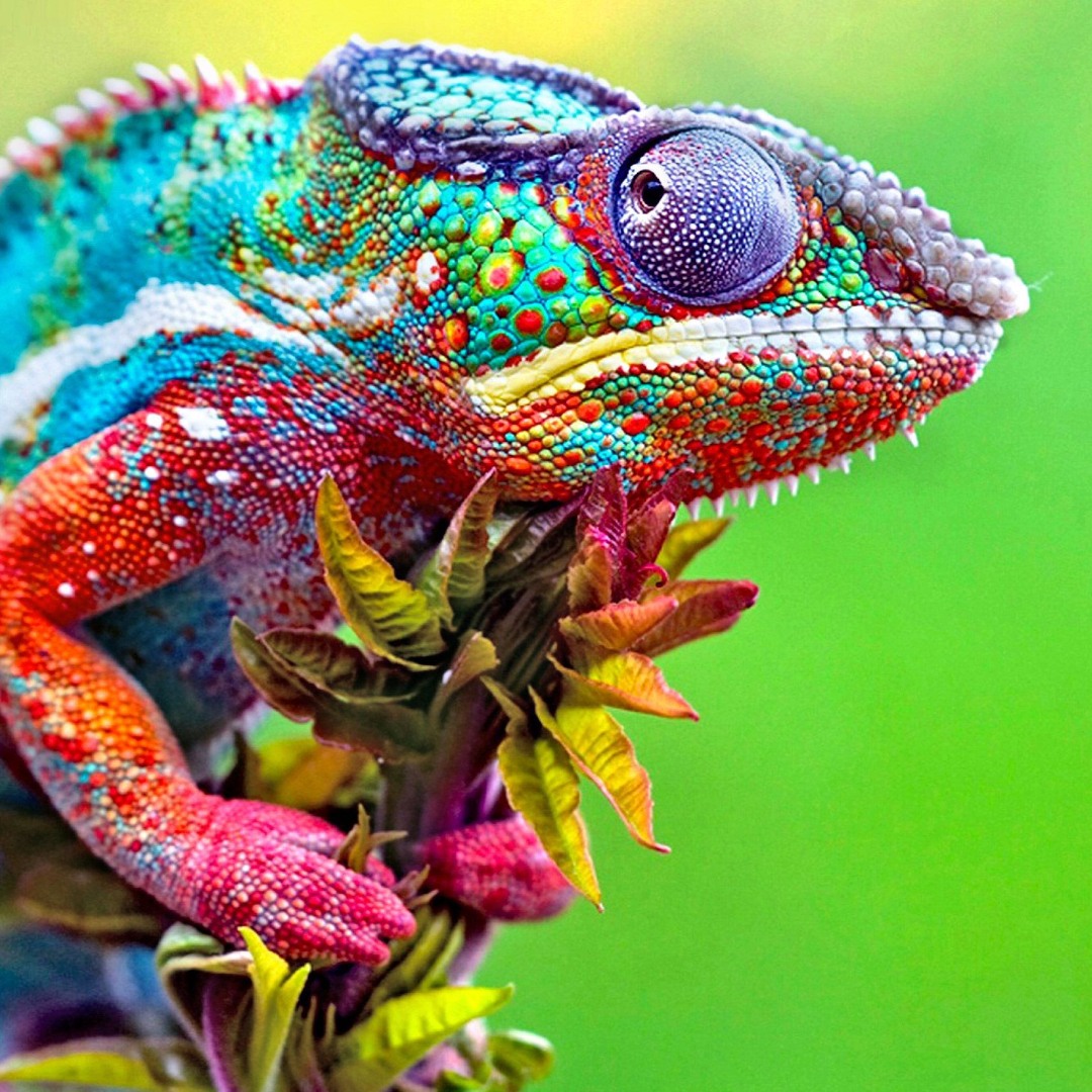 Stream chameleon25 music | Listen to songs, albums