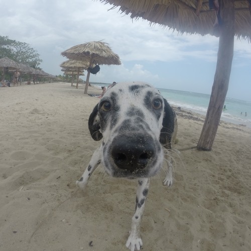 Faya Pyd- Where the F*** is gone