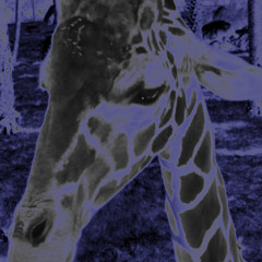 Joel Collins (JoelC)