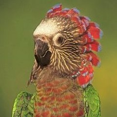 Feral Parrot