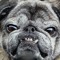 Pugtunz