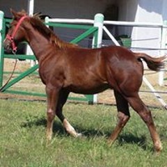 Cesão Rancho Crescente