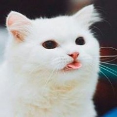 Nekit