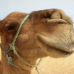 Pasta Camel