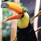 Aroused Toucan