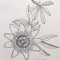 Passiflora LIVE