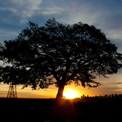 Sons do Cerrado - Calvino
