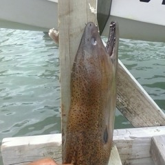 pet la bass