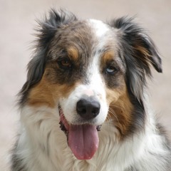 Are You Drunk with Tyler and Shayne?