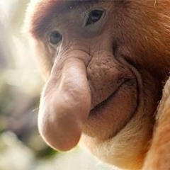 free brain " the 'hiz kozh sound"