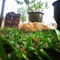 Kucing Oren