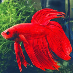 Valeria Alejandra Rúa