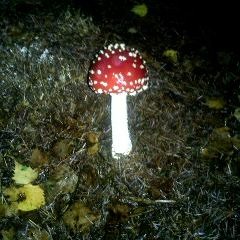 Fuzzy