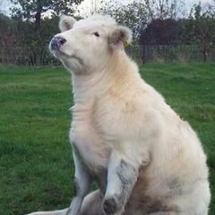 The One and Only Dorp