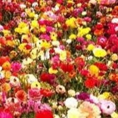 The Amazing David Bowie