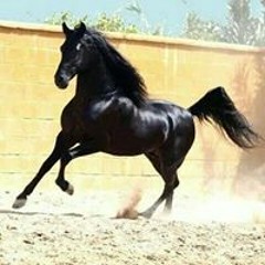 وليد حمد الله