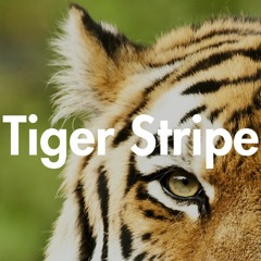 Tiger Stripe