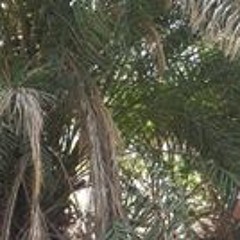 Mosayeb Hoseinzehi